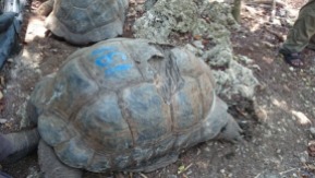 191 year old tortoise