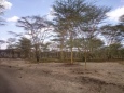 I know some of you haven't seen acacia trees