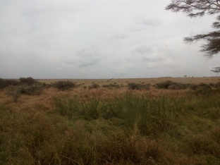 somewhere in that picture there are gazelles
