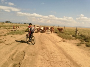 grazing cows while biking
